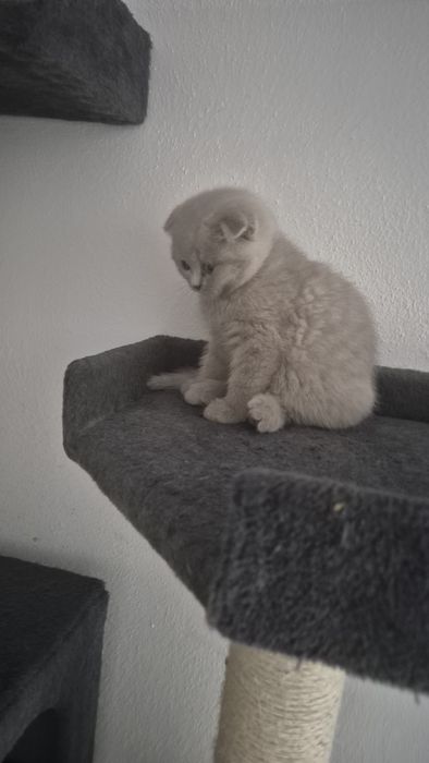 Motanel  british/ scotish