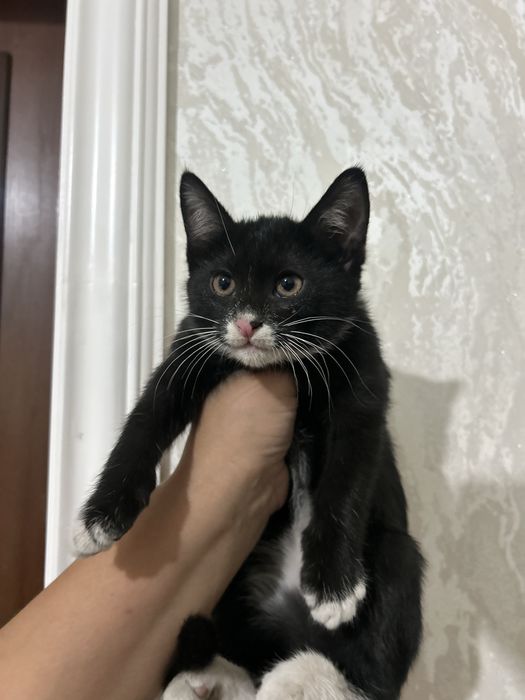 Отдам котёнка бесплатно
