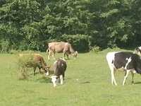 Vaci și junici de prasila