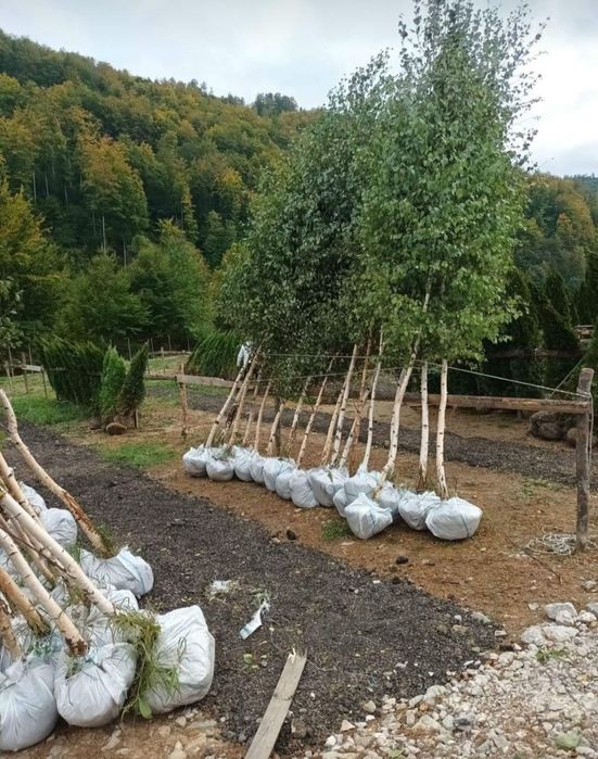 Mesteacăn cu coaja alba, la preț minim tei mirositor, plante foioase