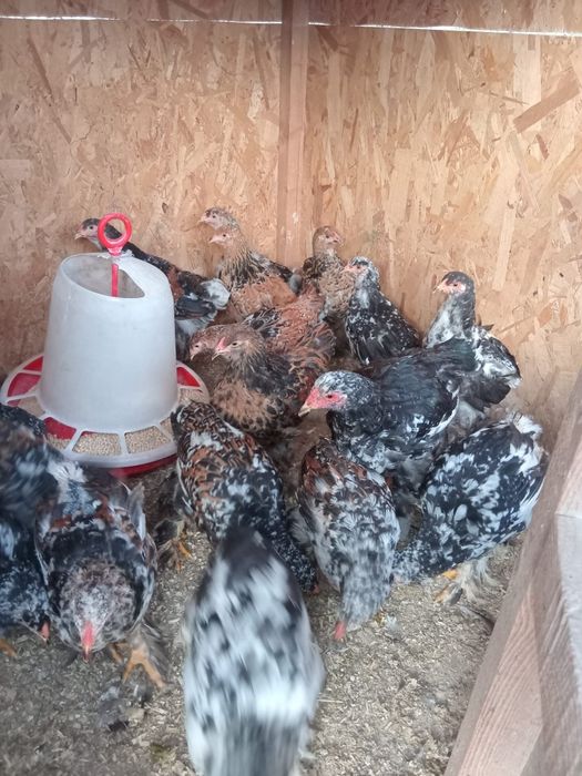 Disponibile pui brahma portelan.