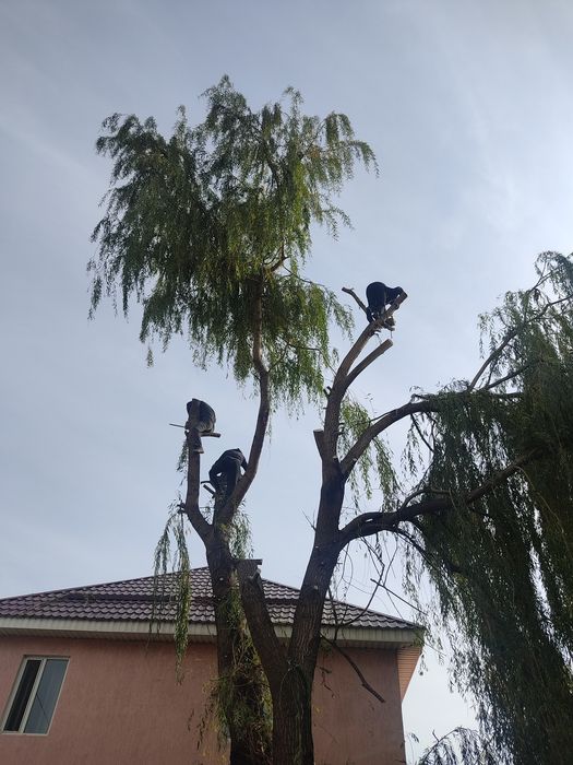Спил деревьев обрезка дерево