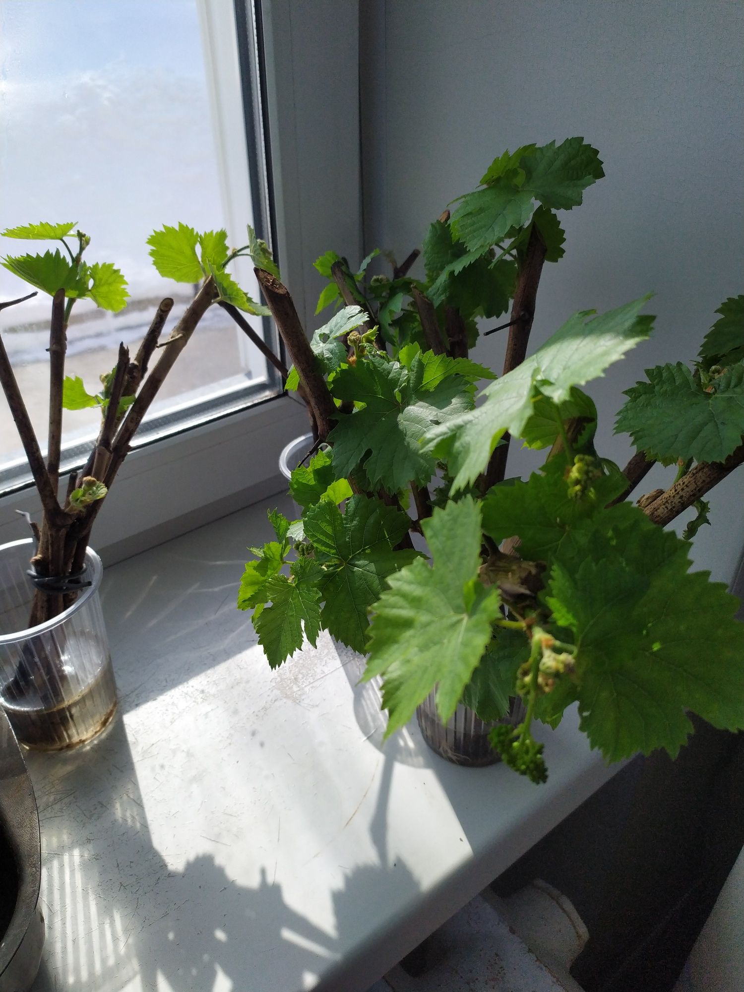 Виноград,чубук, пророщенный в стаканчиках,готовый для высадки в открыт