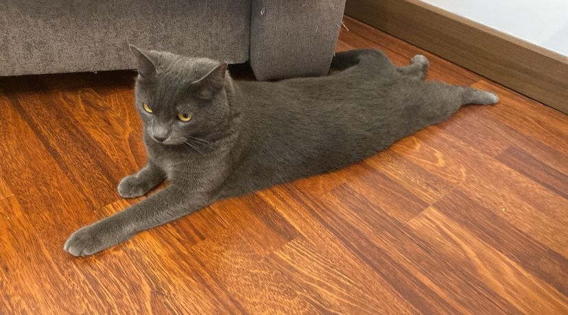 Отдаем в добрые руки кота