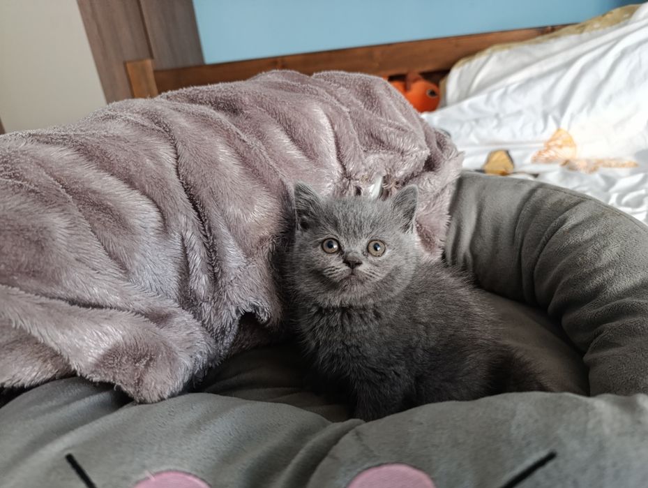 British shorthair