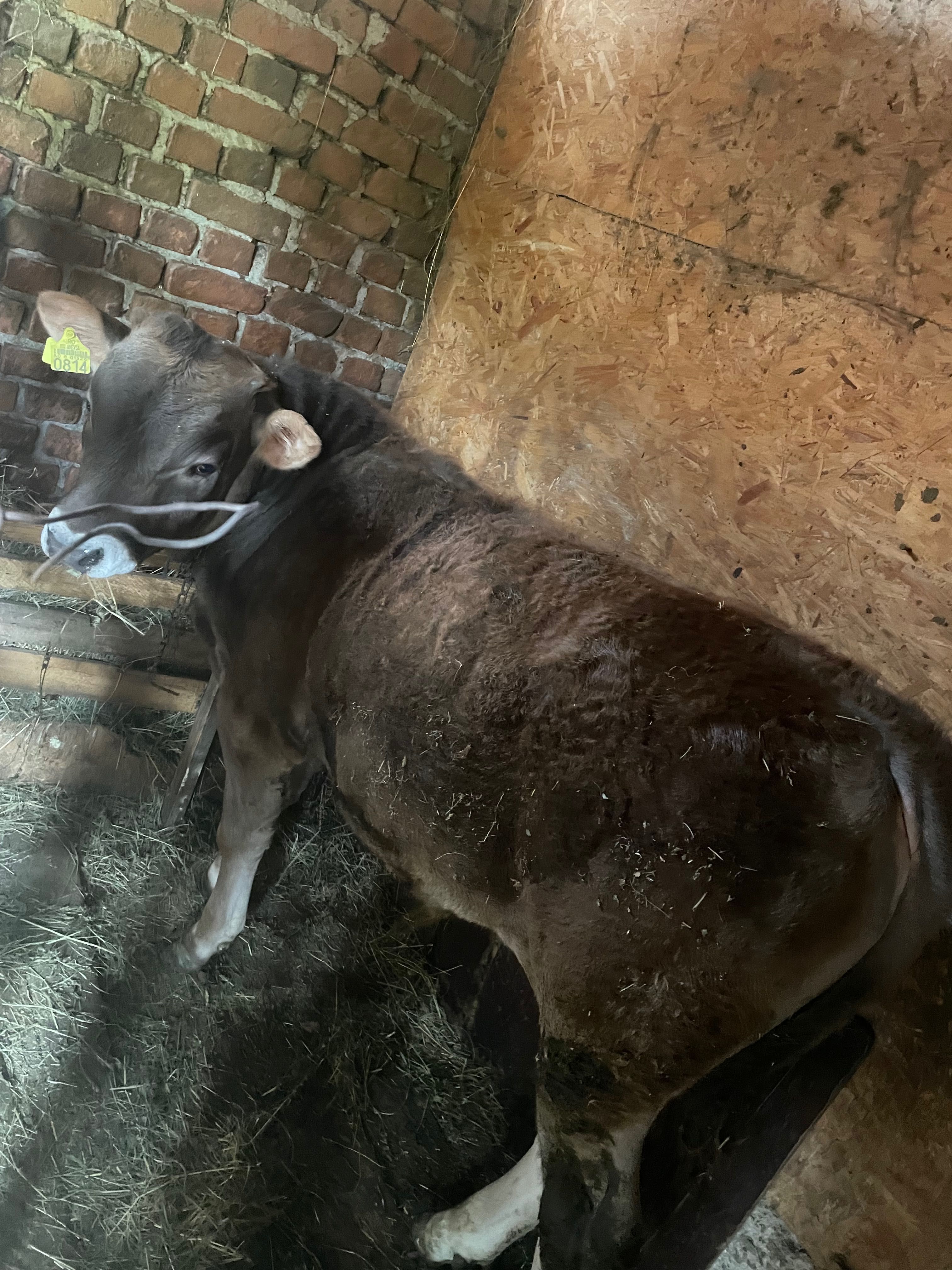 Vaca vițel bovine animale