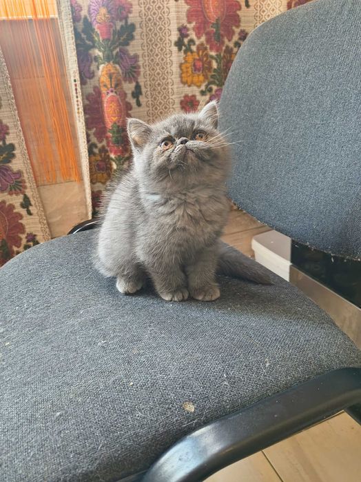 Екзотично късокосместо персийче