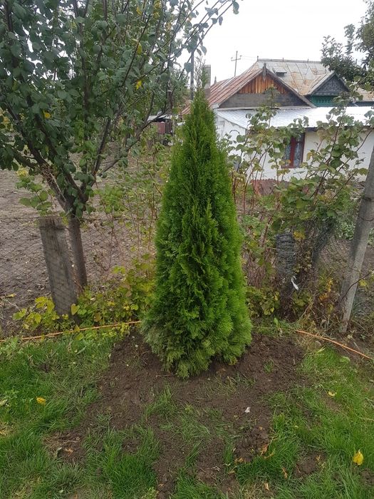 Tuia Copaci ornamentali