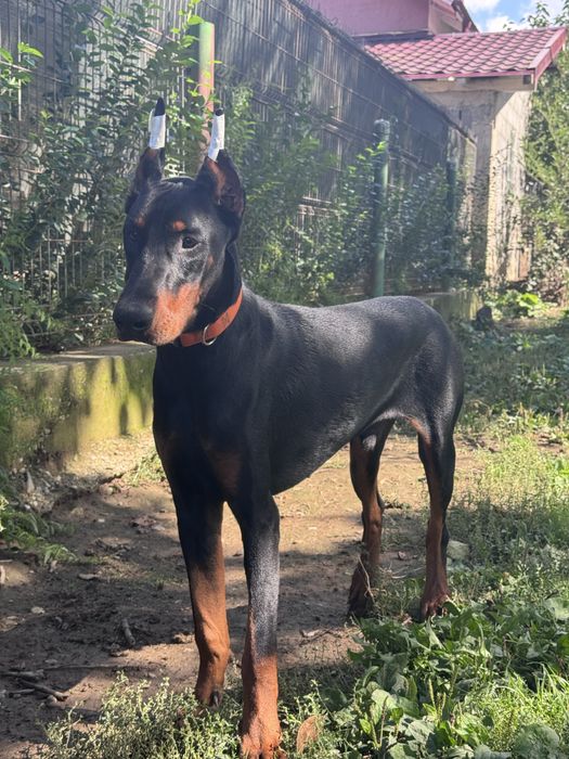 Cățeluș Doberman cu pedigree de vânzare