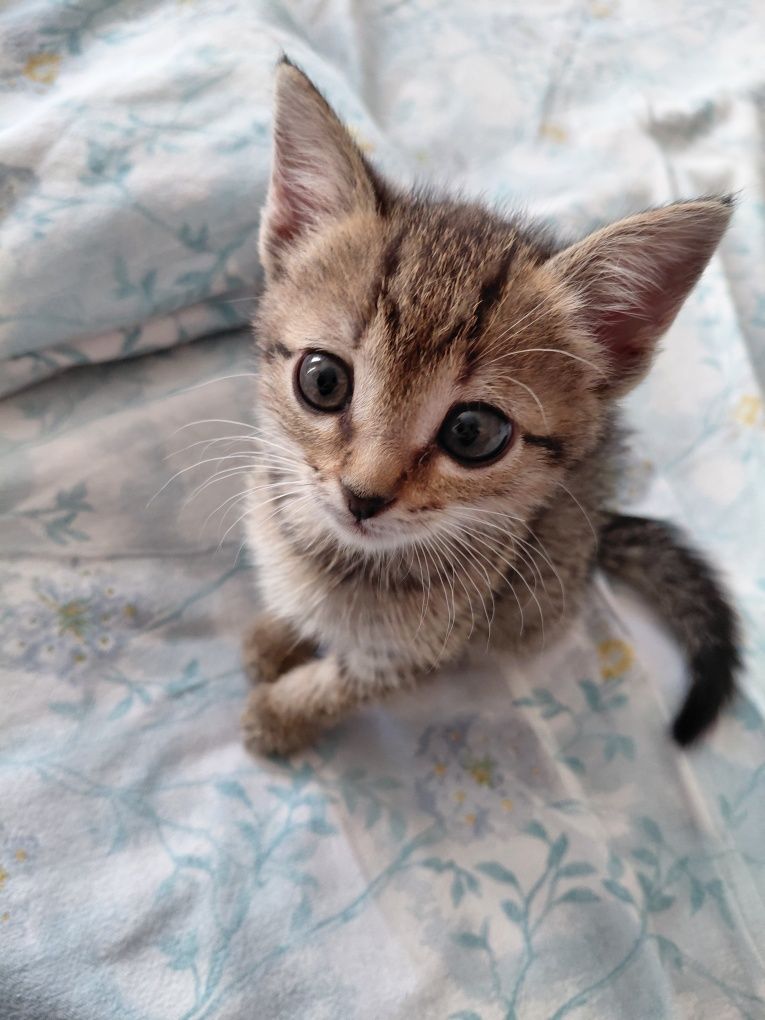 Котёнок,девочка 3 мес