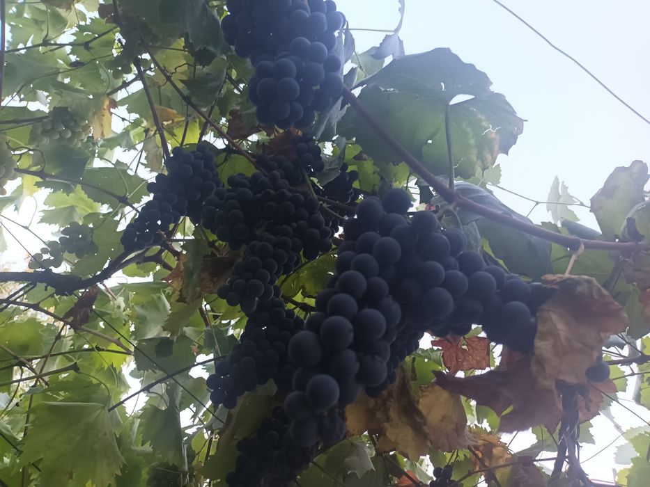 Vând struguri calitate bună