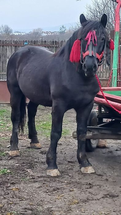 Mânz negru semigreu