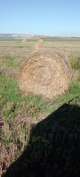 Vând baloți de paie