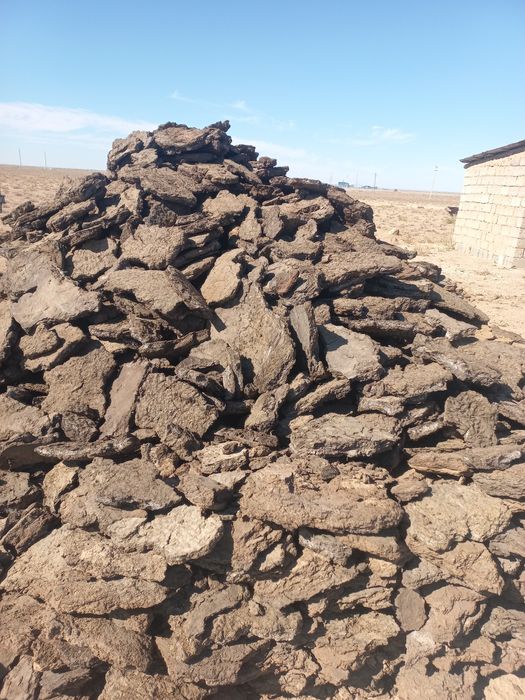 Отын Тезек, қоидың тезегі