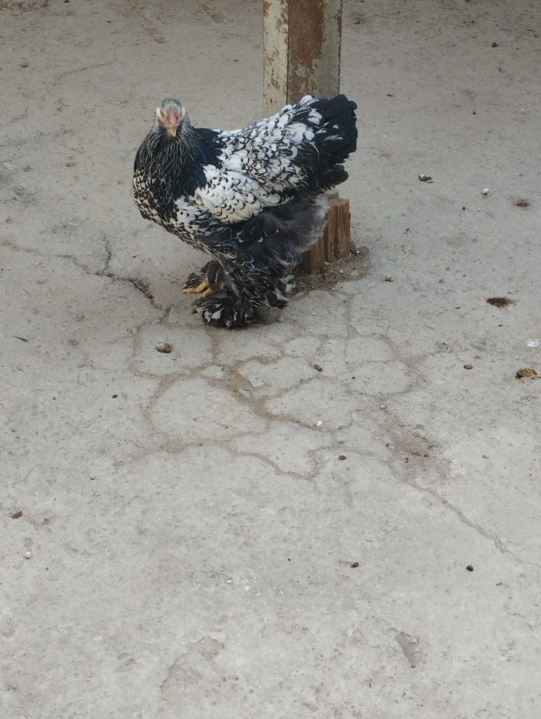 Brama tuxumlari sotiladi