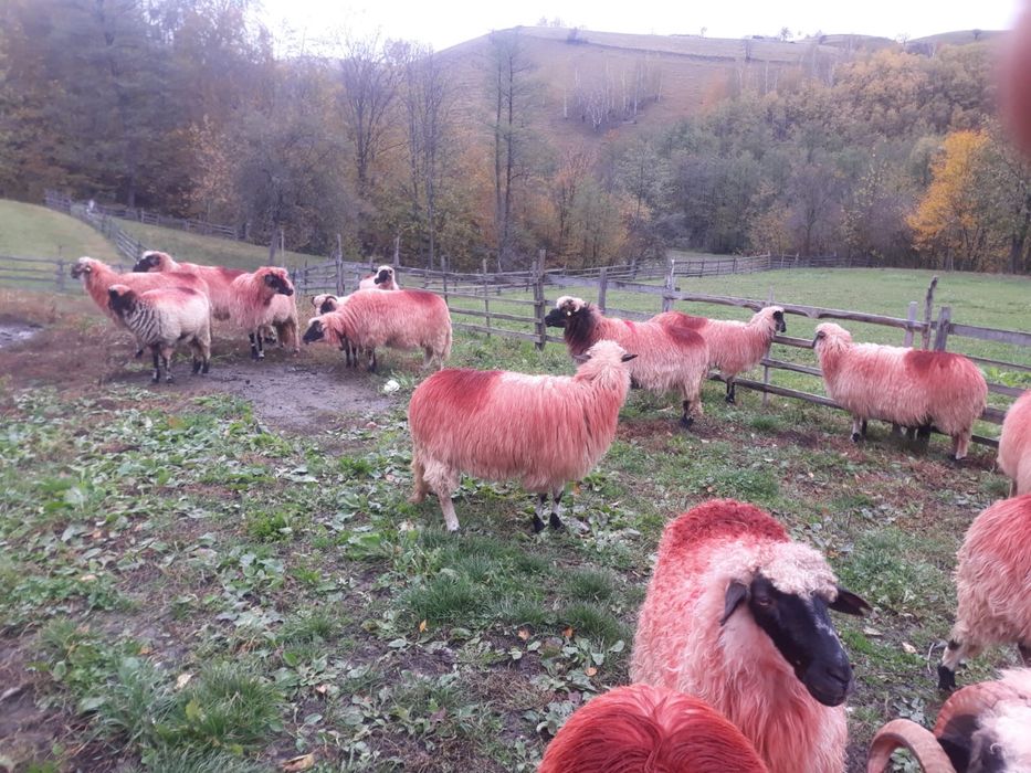 Vînd oi tinere si frumoase