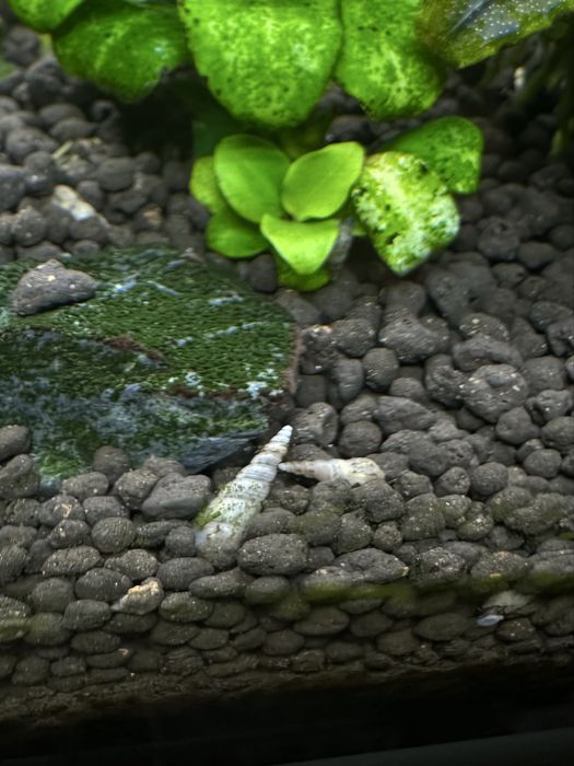 Melci de substrat 50 buc. - Melanoides tuberculata  - Melc de acvariu