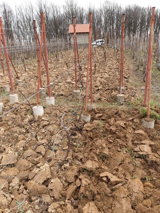 Vând  casâ de vacanta cu vie