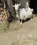 Capra de vanzare
