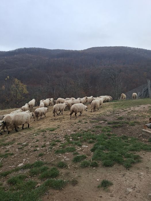 De vanzare oii in jud.Bihor