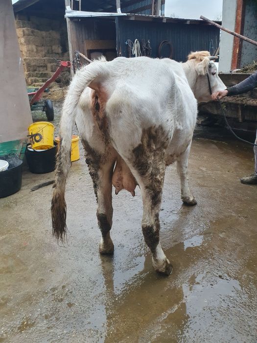 Vand vaca pentru abator