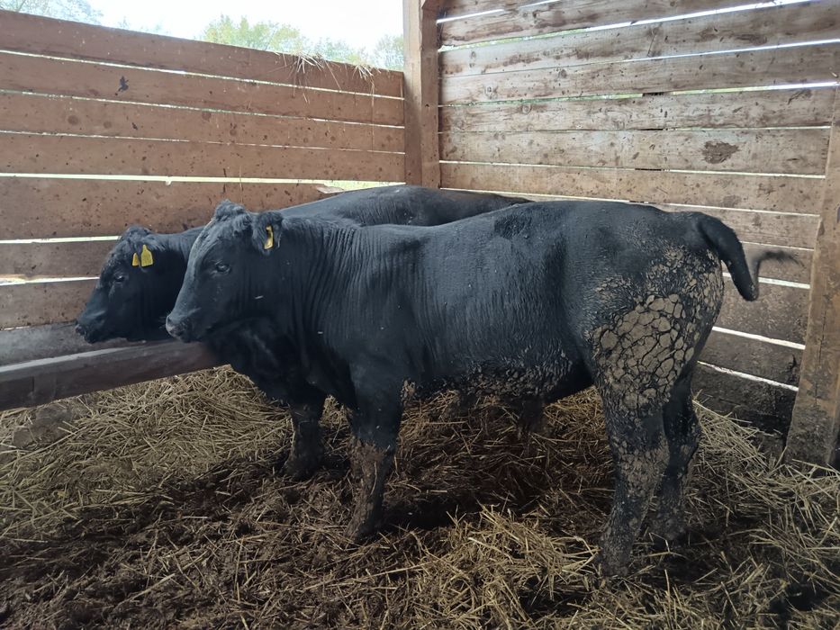 2 tauras angus greutate 350-380