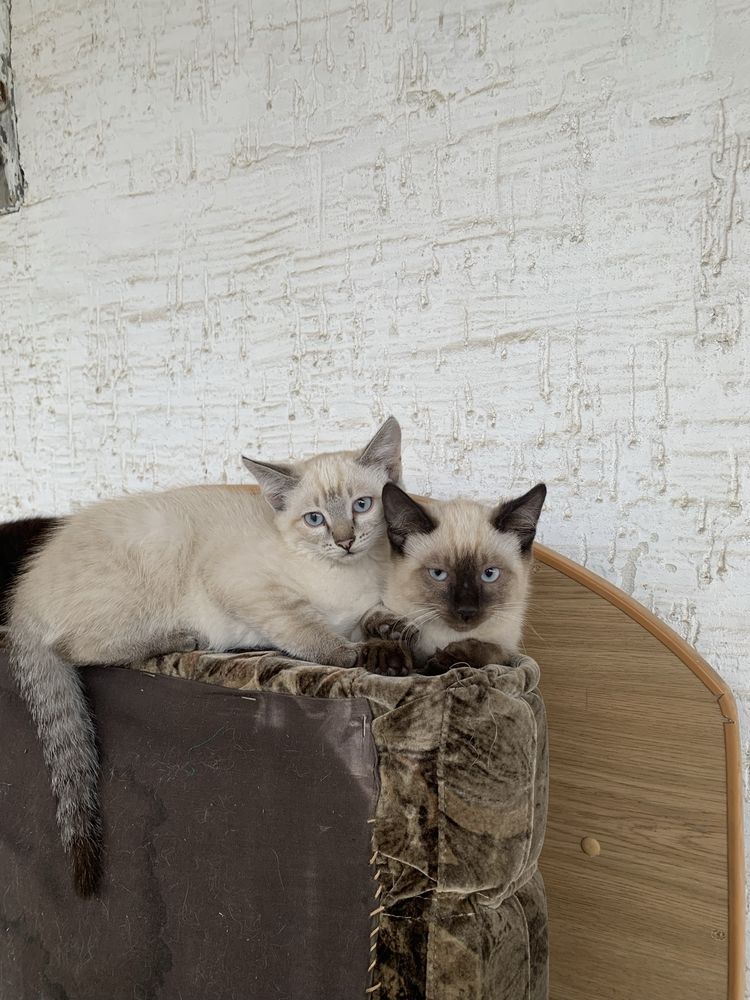 Котятя, в любящую семью