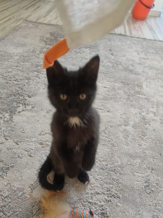 Котенок девочка ищет дом