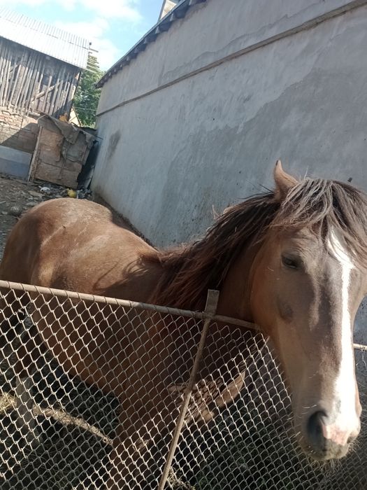 Mânză de un an și două luni preț 4000 de lei negociabil