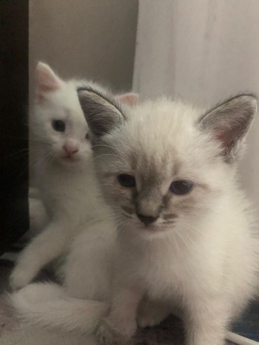Отдам котят в добрые руки