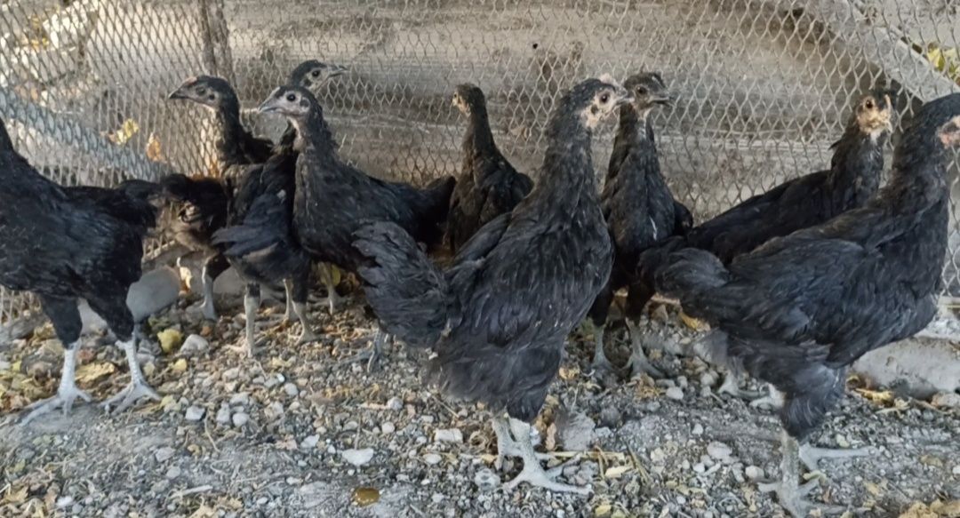 Gigant qorashahzoda joʻjalari sotiladi 11 ta 2 yarim oylikdan oshgan