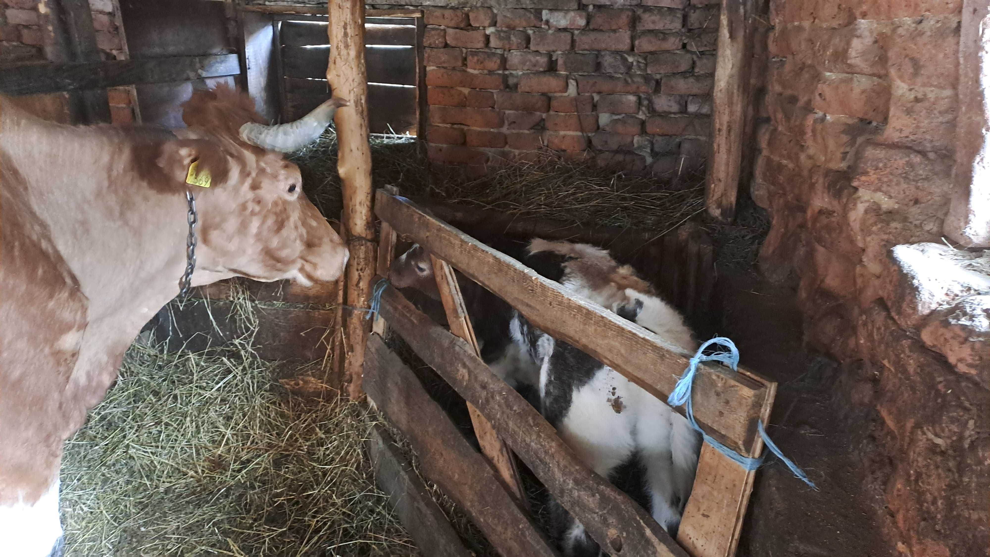 Vacă si vitel de vânzare