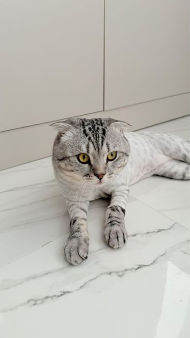 вислоухий шотландец