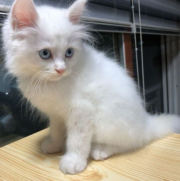 Motanel Ragdoll Flame  Point
