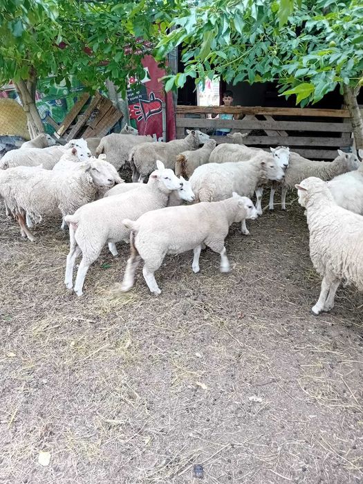 Texel tineret  vârstă 6 luni