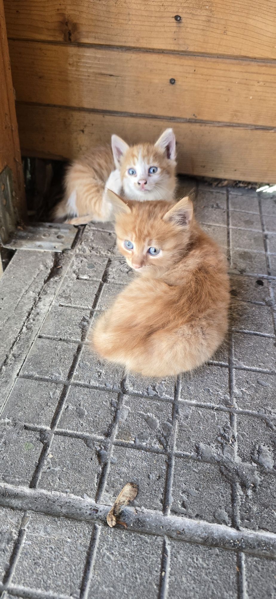 Подарявам котета