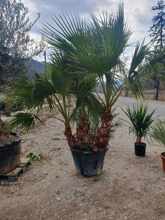 Palmieri Trachycarpus Fortunei | Aspect Tropical + Garanție