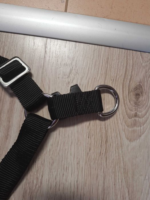 HAM caine talie mare, Labrador