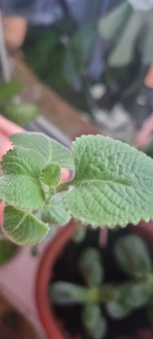 Продам Мяты отростки!