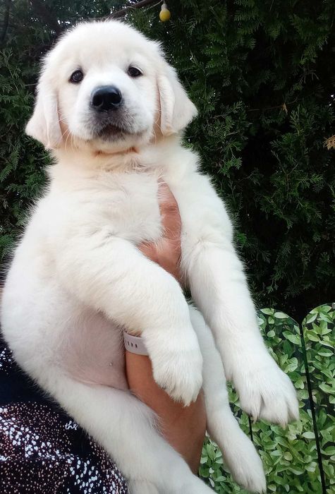 Pui Golden Retriever femela cu pedigree