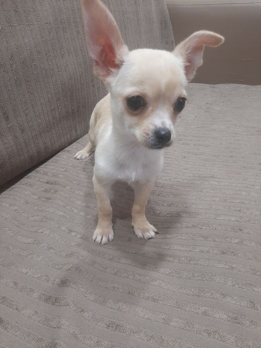 Чихуахуа мини момченце