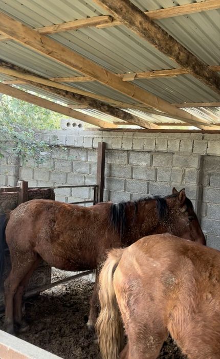 Жылқылар соғымга срочна