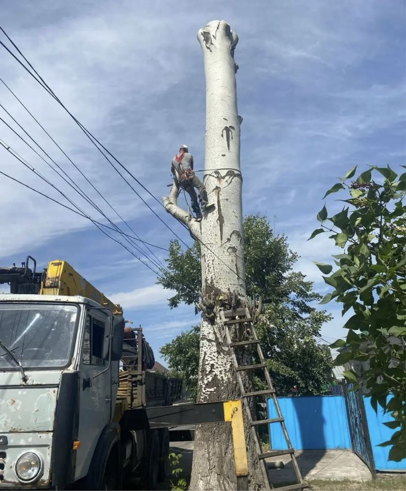 Спил деревьев