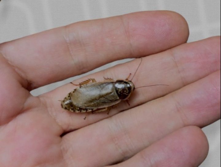 Мраморные тарканы