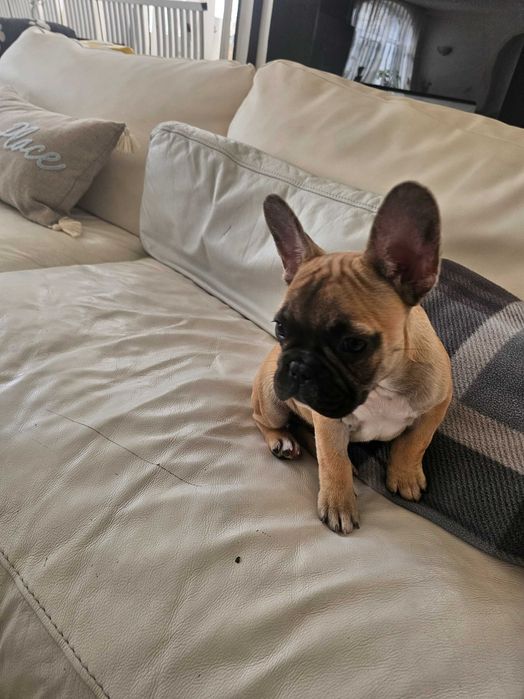 Френски булдочета