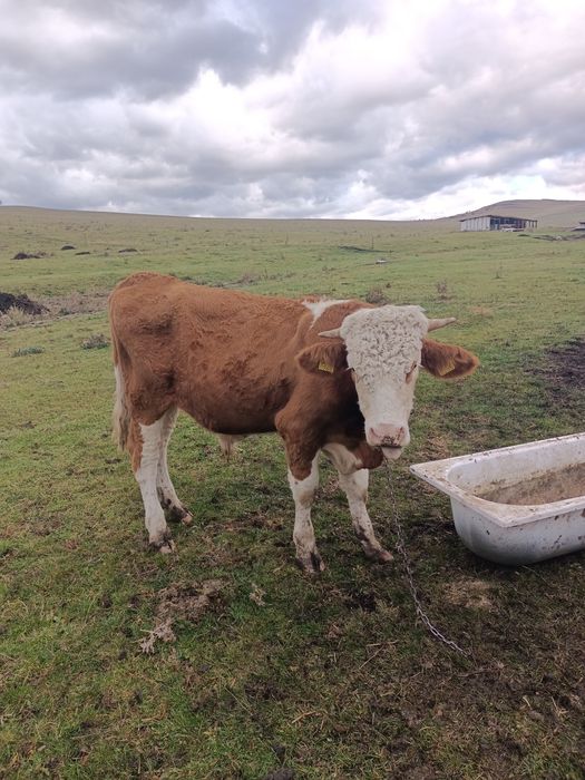 Vând tăuraș de 1 an și aproximativ 380 kg