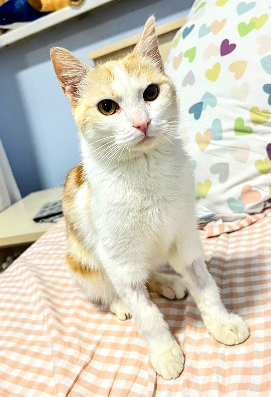 Спасенный котенок 8 месяцев