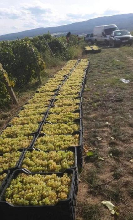 Vând struguri de vin