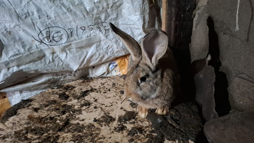 Продам кролик  6000 тенге