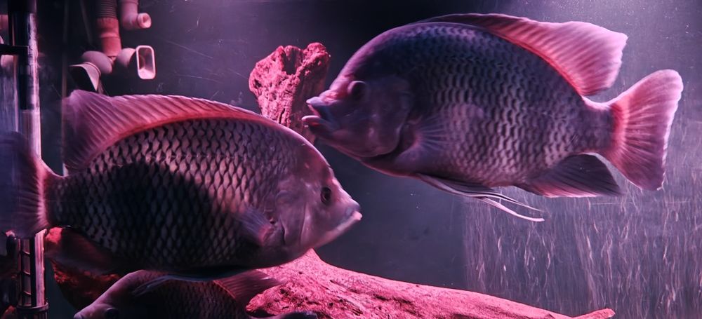 Риба Тилапия Бутикофери